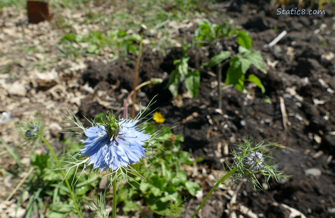 Love in a Mist bloom