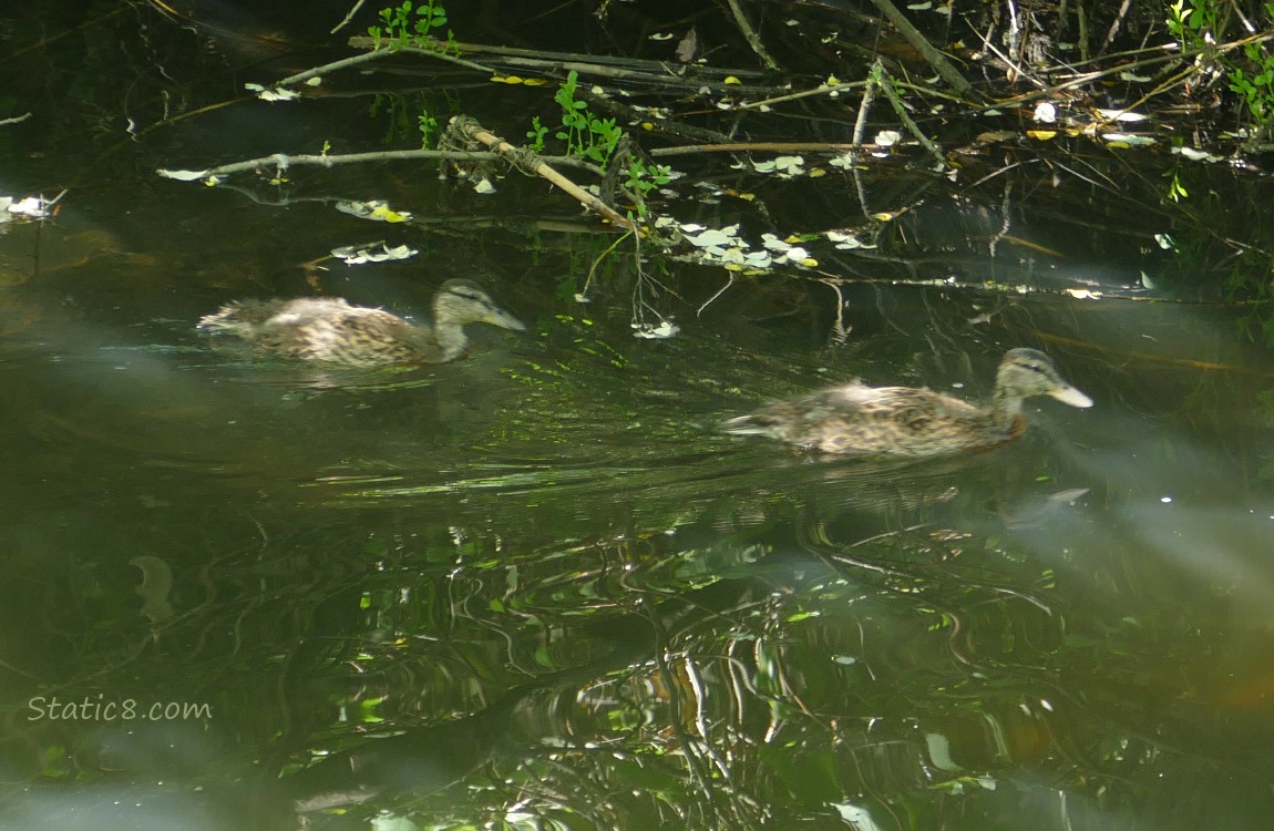 Two older Mallard ducklings, paddling on the water