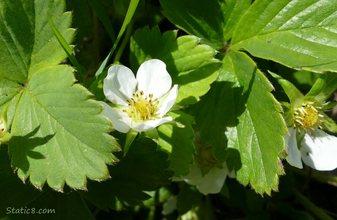 Strawberry blossom on the plant