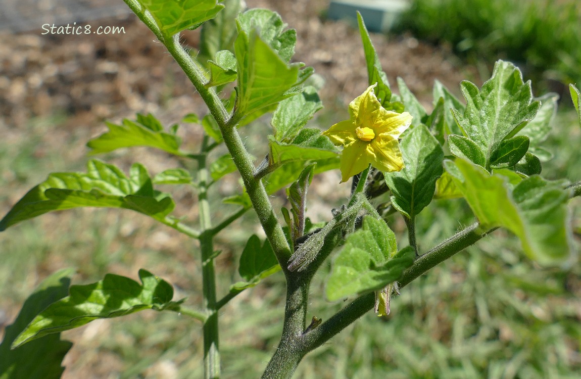 Tomato blossom on the plant