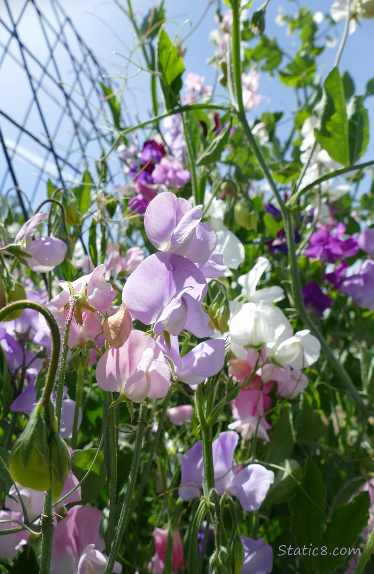 Sweet Pea blooms in lavender, white and pink