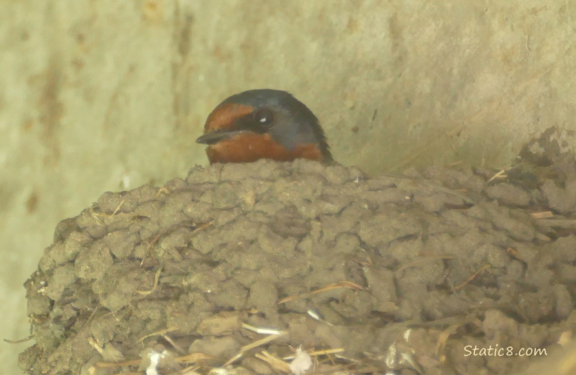 Barn Swallow sitting in the nest