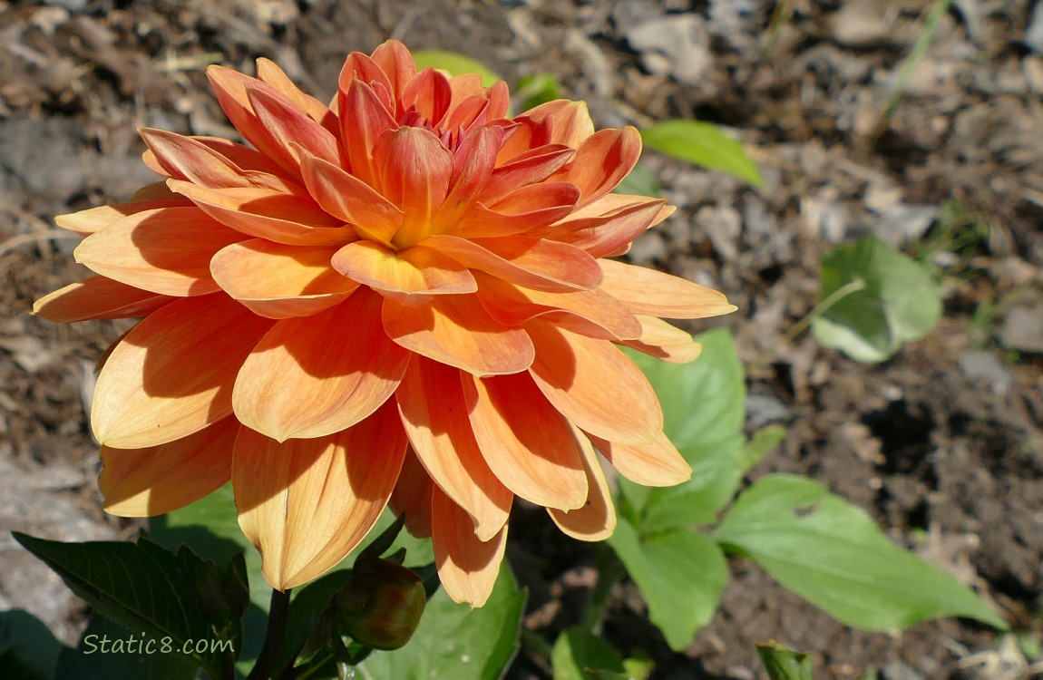 Orange Dahlia bloom