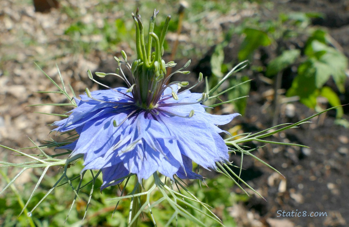 Love in a Mist