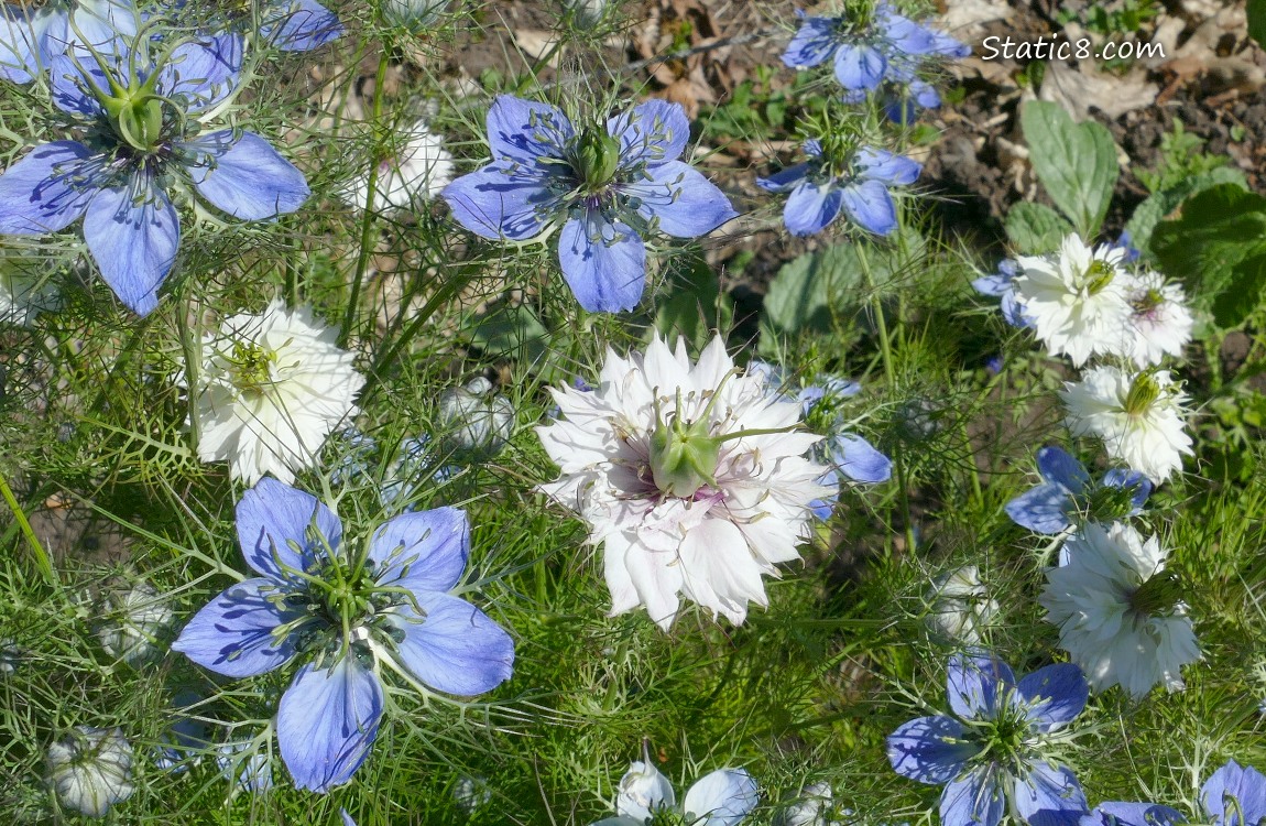 Love in a Mist blooms