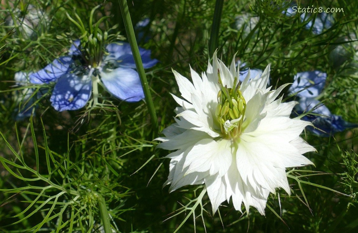 White Love in a Mist bloom