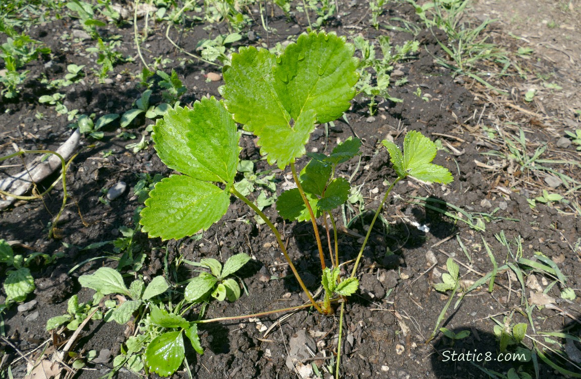 strawberry plant in the ground