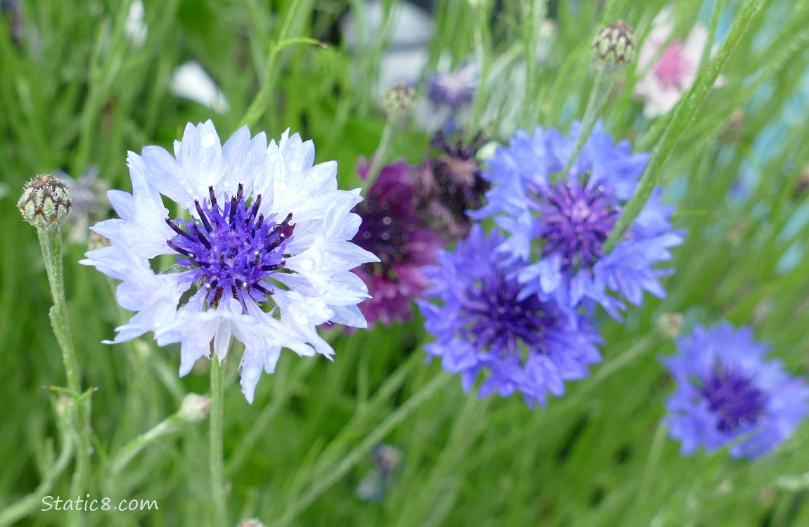 Bachelor Button blooms in light and dark blue