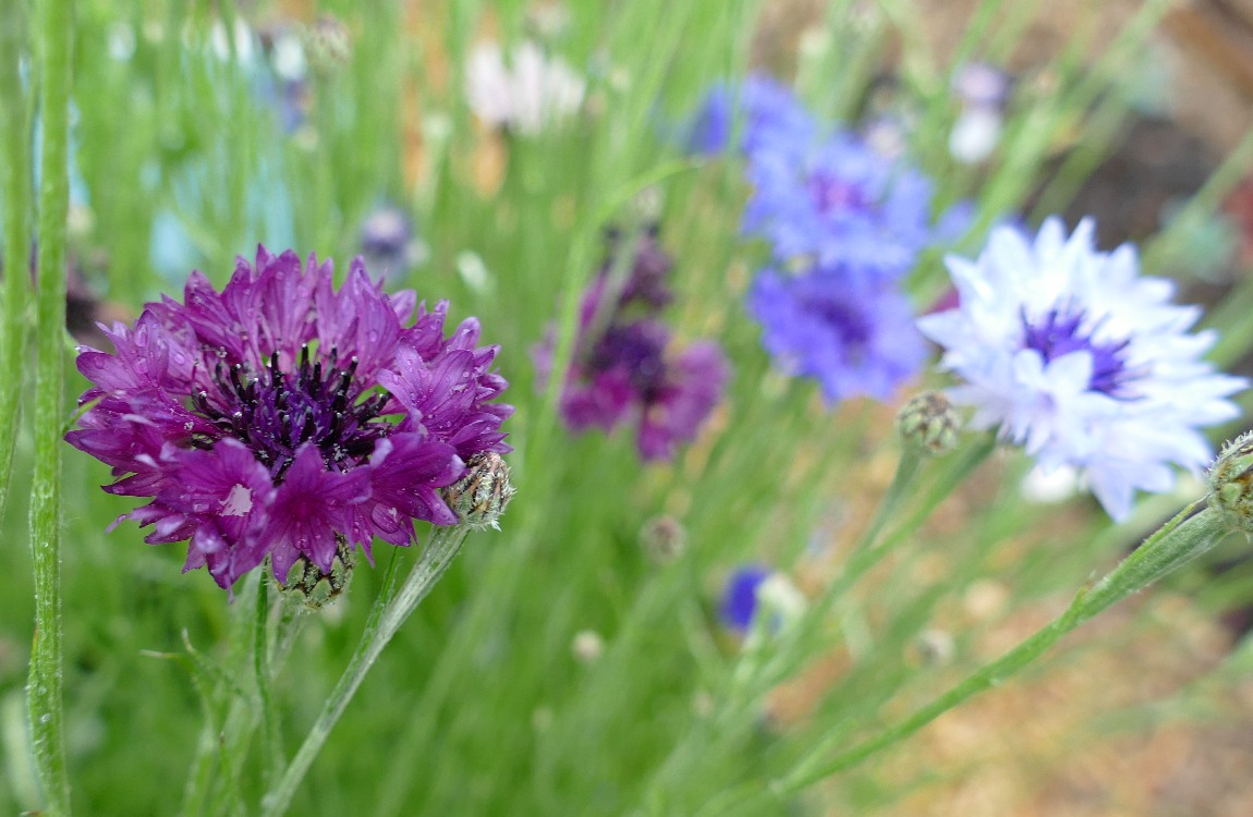 Bachelor Button blooms in purple and light blue