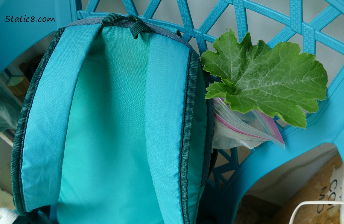 Squash leaf sticking out of a backpack