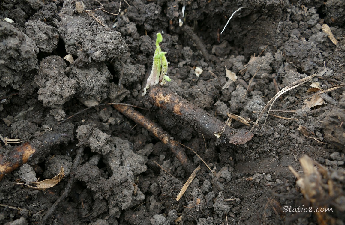 Comfrey roots in the ground, with a leaf budding off one