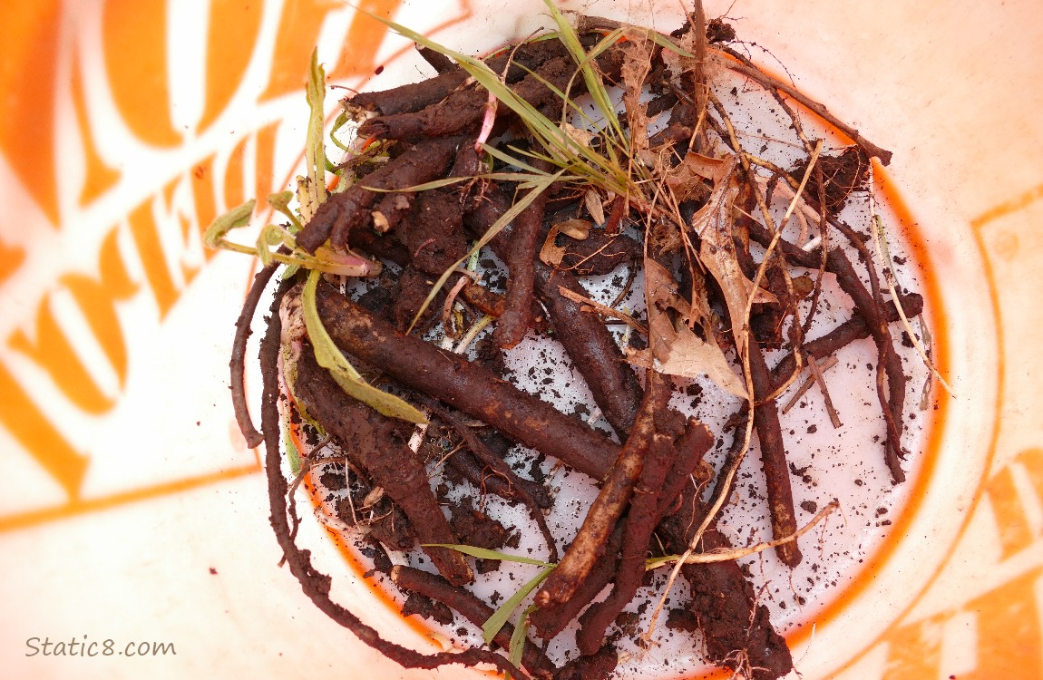 Comfrey roots in a bucket