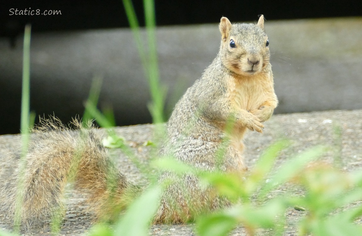 Squirrel standing on the sidewalk