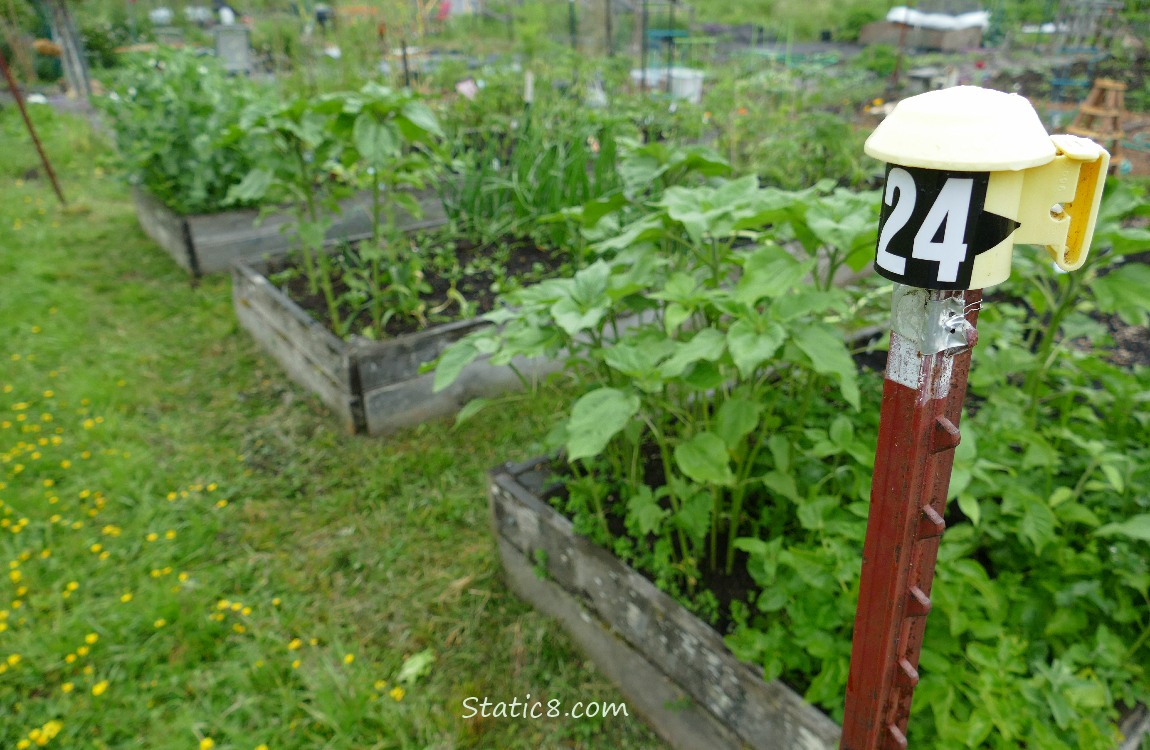 Raised garden beds