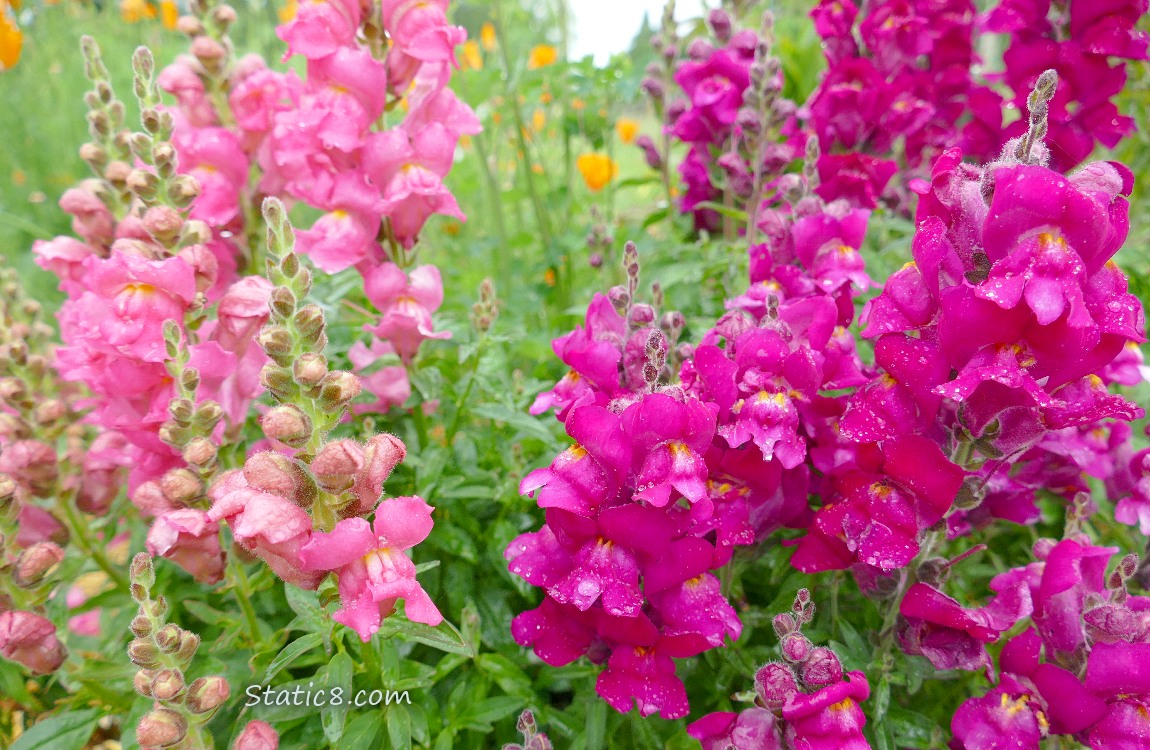 Pink and red violet Snap Dragon blooms, with orange poppies in the background