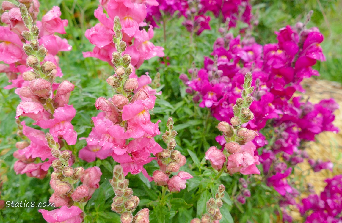 Pink and red violet Snap Dragon blooms