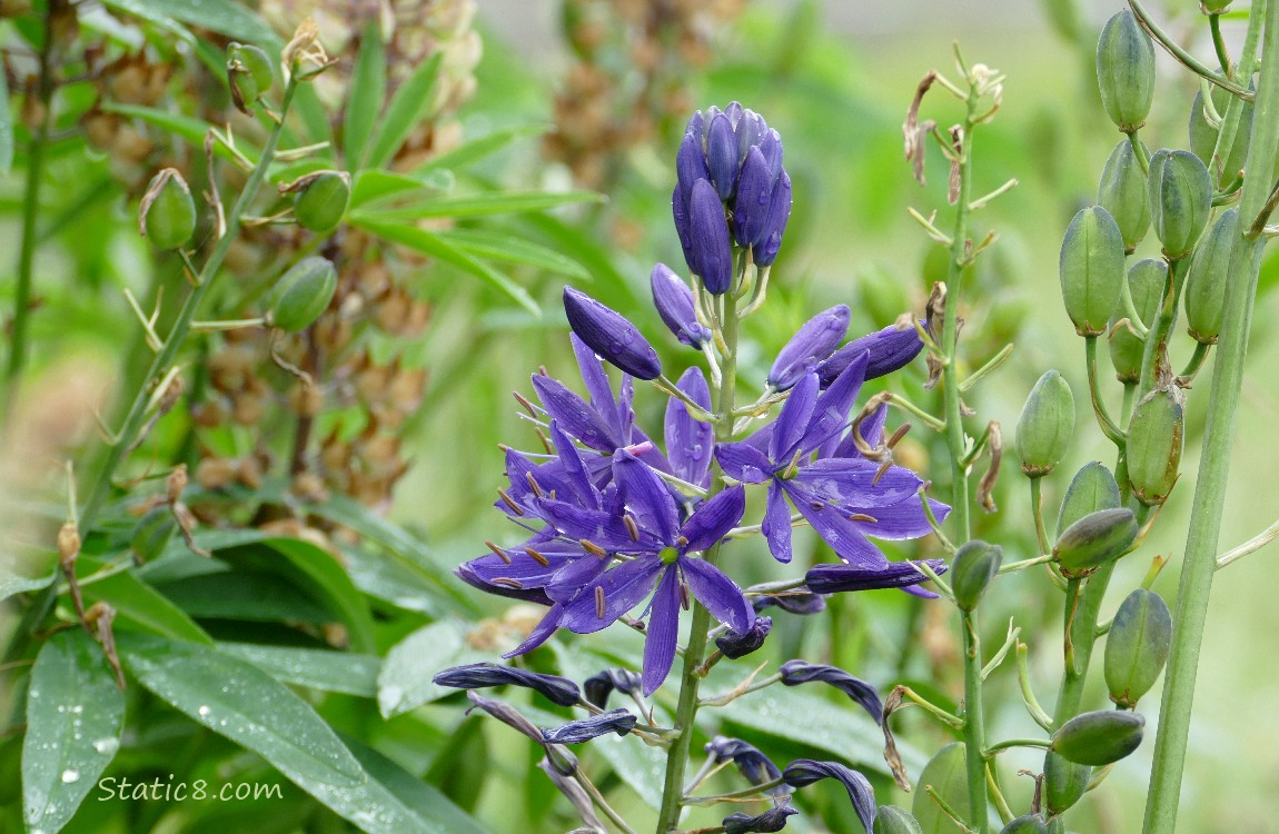 Dark blue Camas Lily blooming, surrounded by seed pods