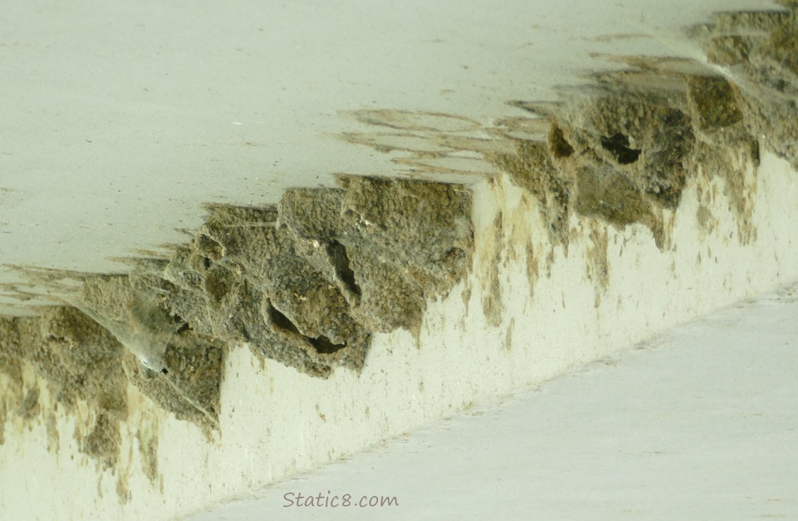 Empty Cliff Swallow nests