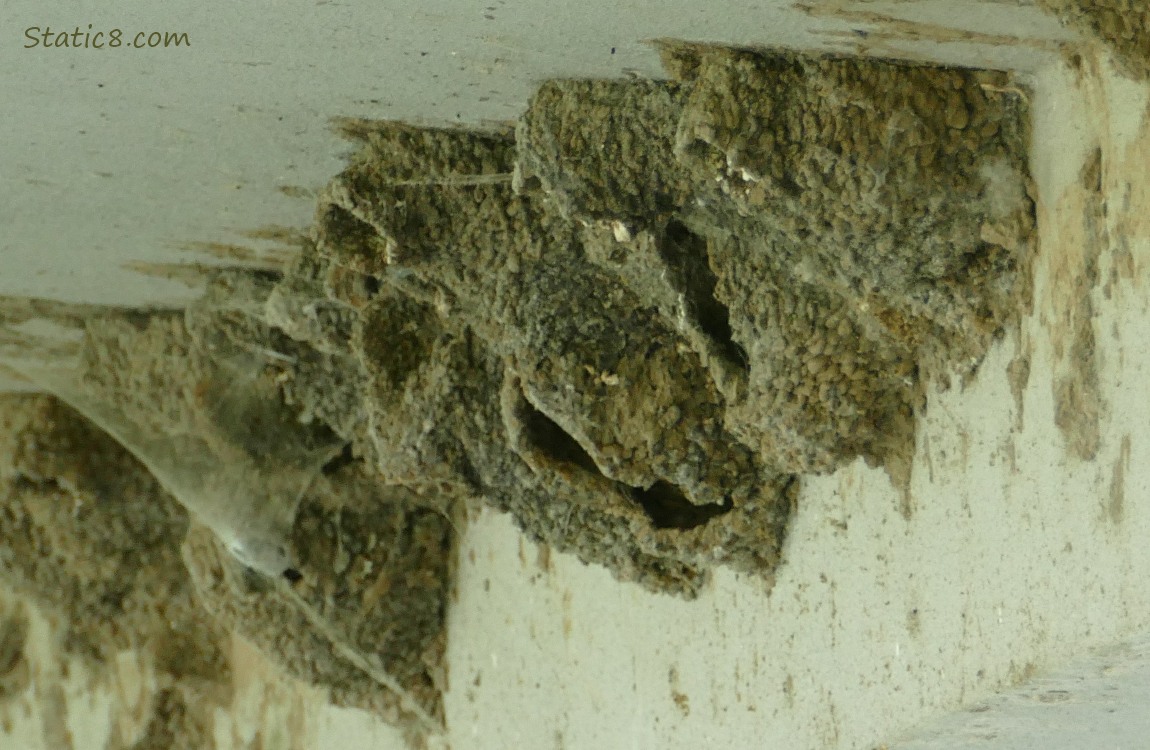 Empty Cliff Swallow nests