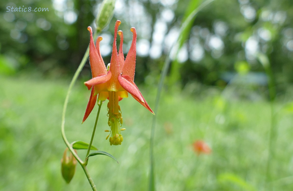 red columbine bloom