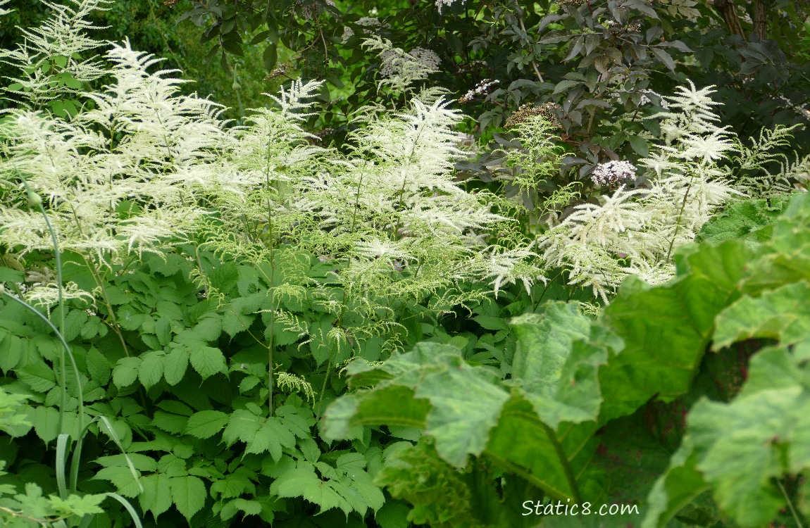 Foliage