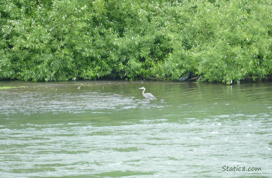 Great Blue Heron standing in the river