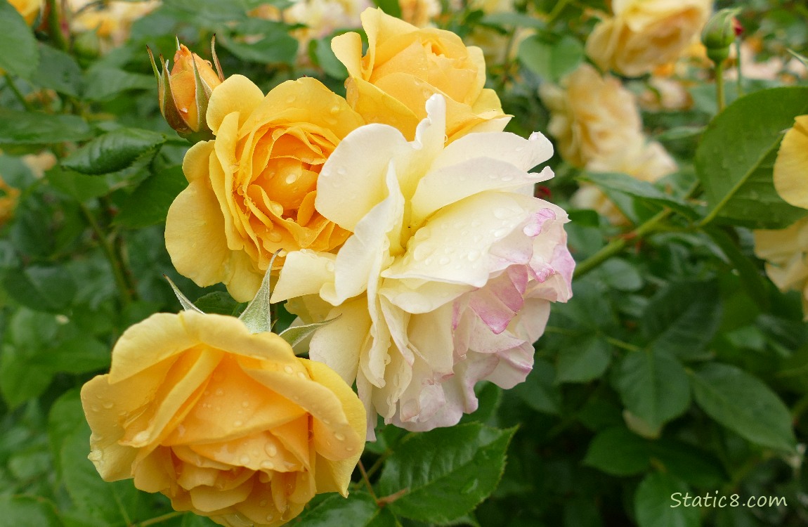 yellow roses