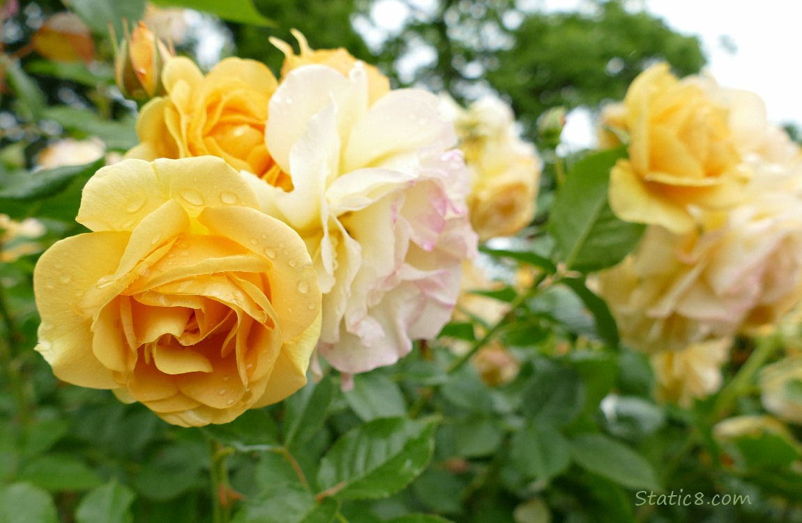 yellow rose blooms