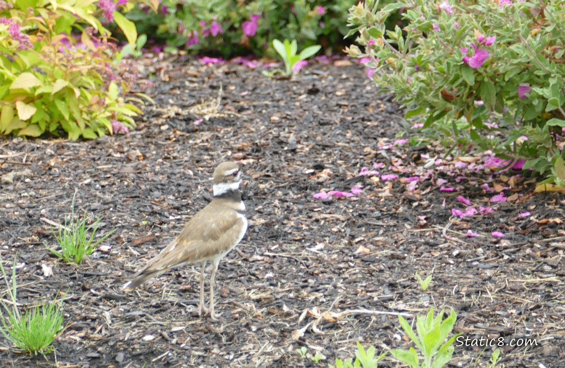 Killdeer standing in a landscaped area