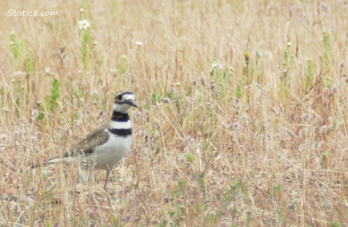 Killdeer standing in the grass