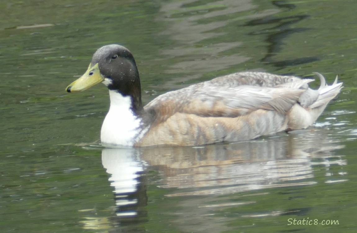 Mallard paddling on the water