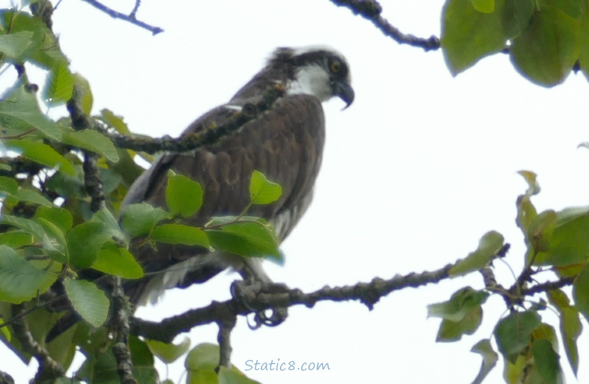 Osprey standing in a tree