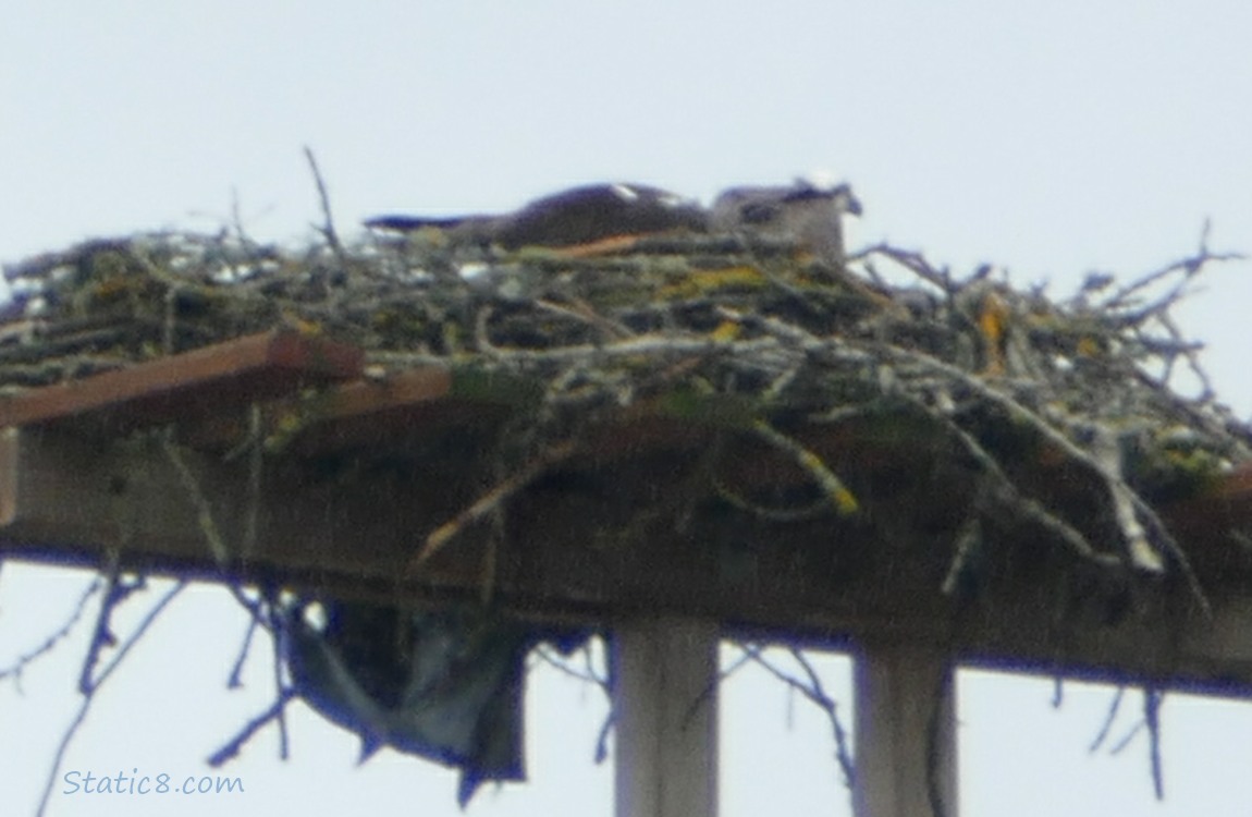 Barely seen Osprey sitting in a platform nest