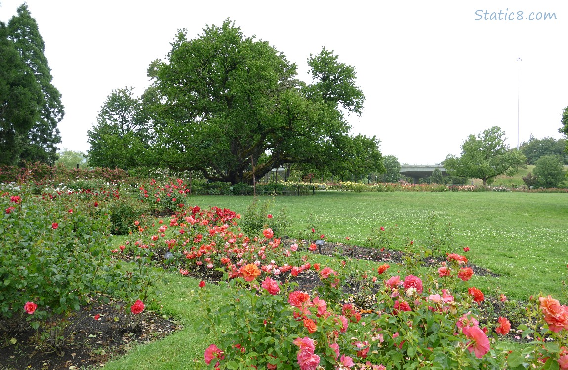 Heritage Cherry Tree at the Rose Garden