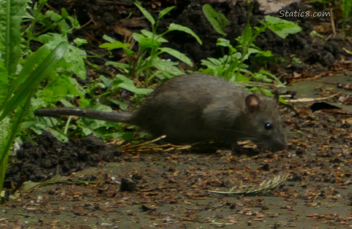 Rat, sniffing on the path