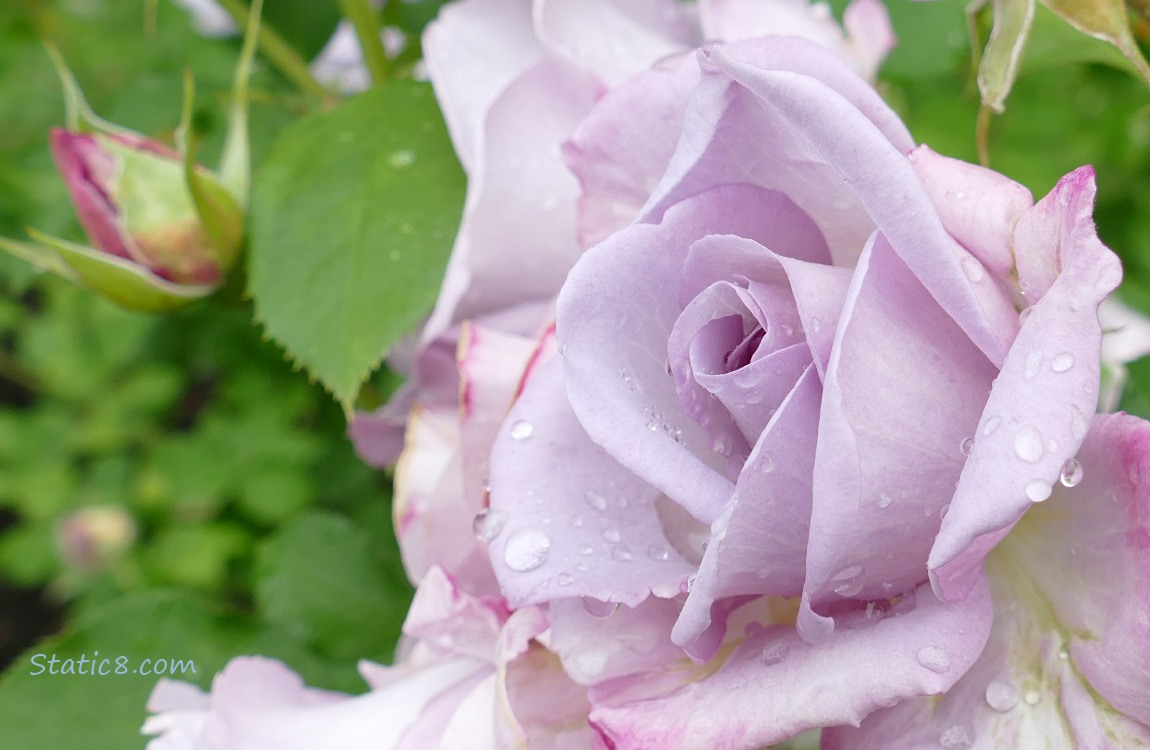 pink rose bloom