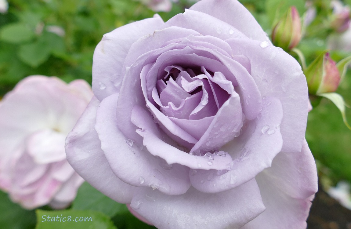 pink rose bloom