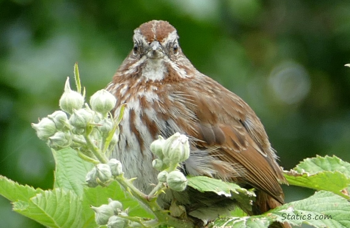 Song Sparrow standing on a thorny vine