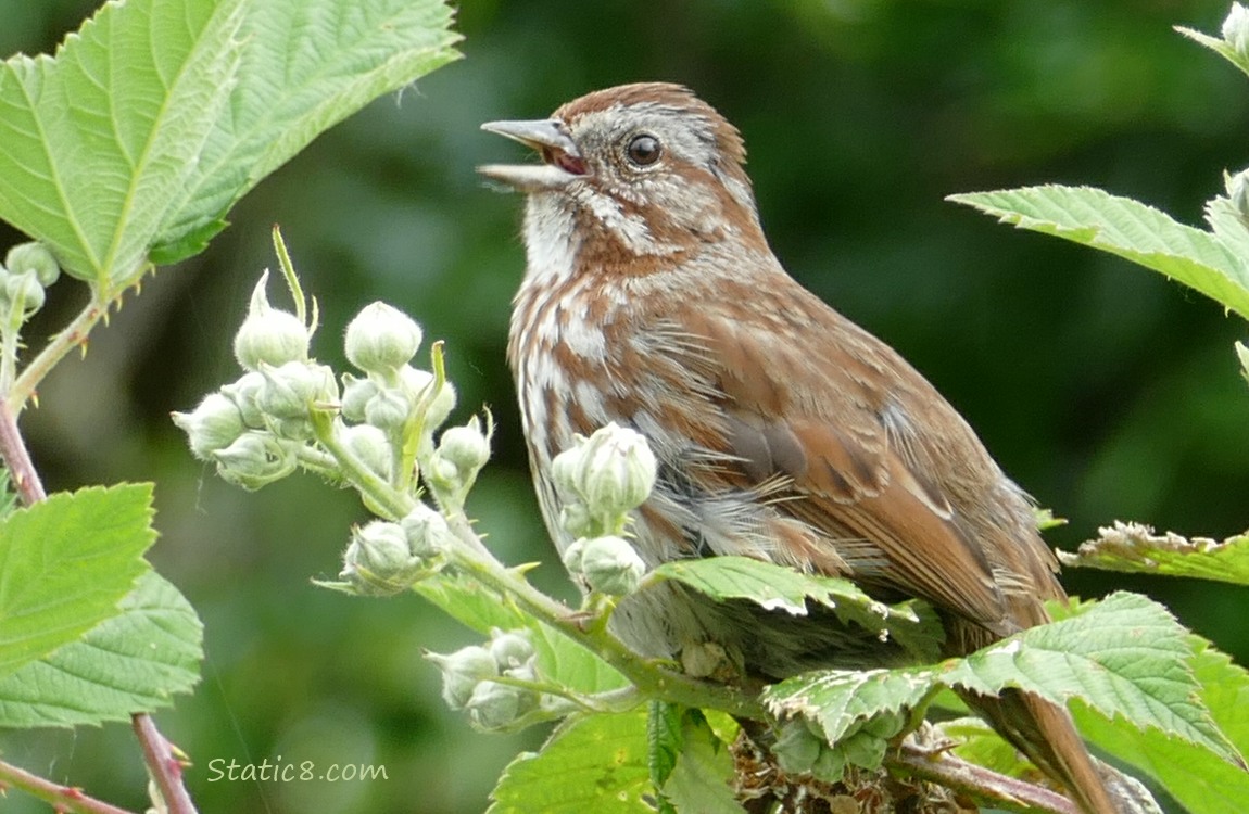 Song Sparrow standing on a vine, singing