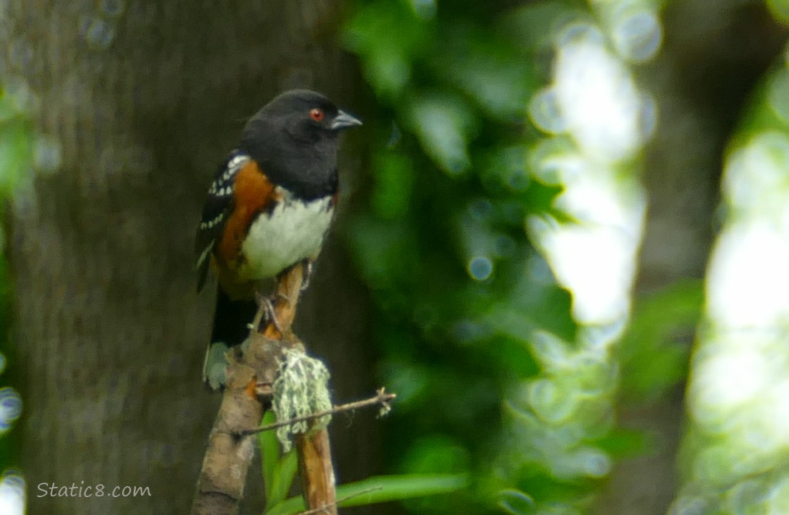 Towhee standing on a stick, forest behind