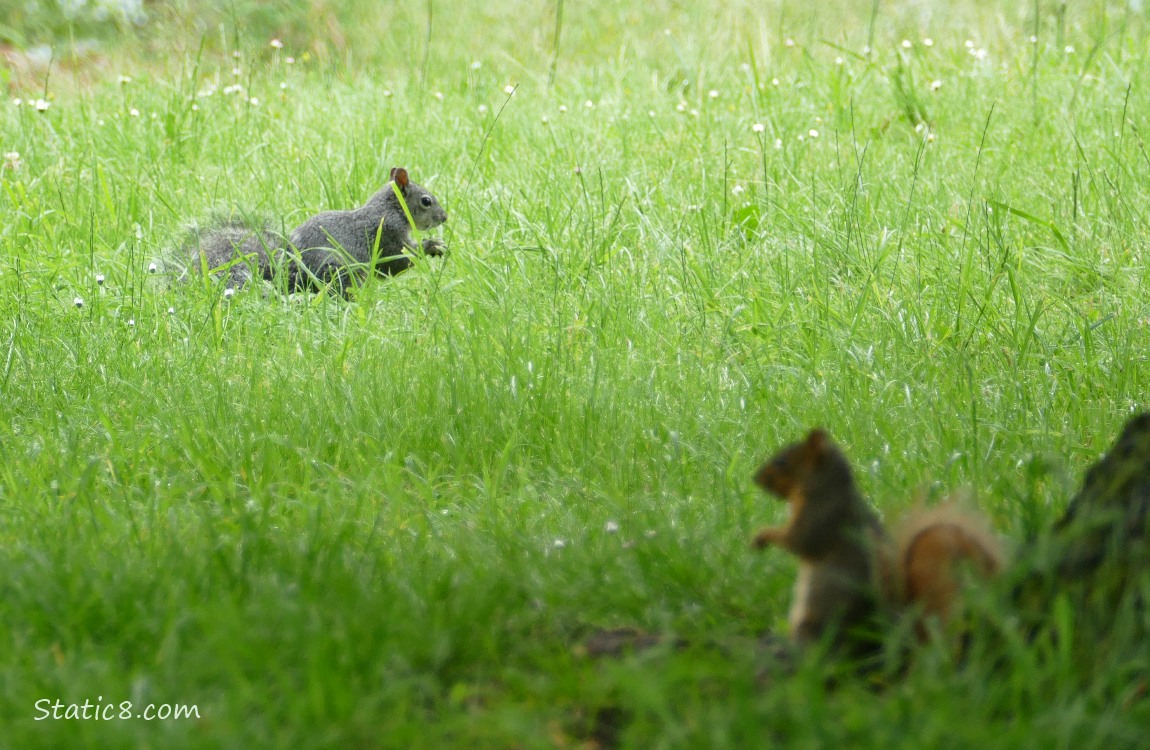 Two squirrels sitting in the grass