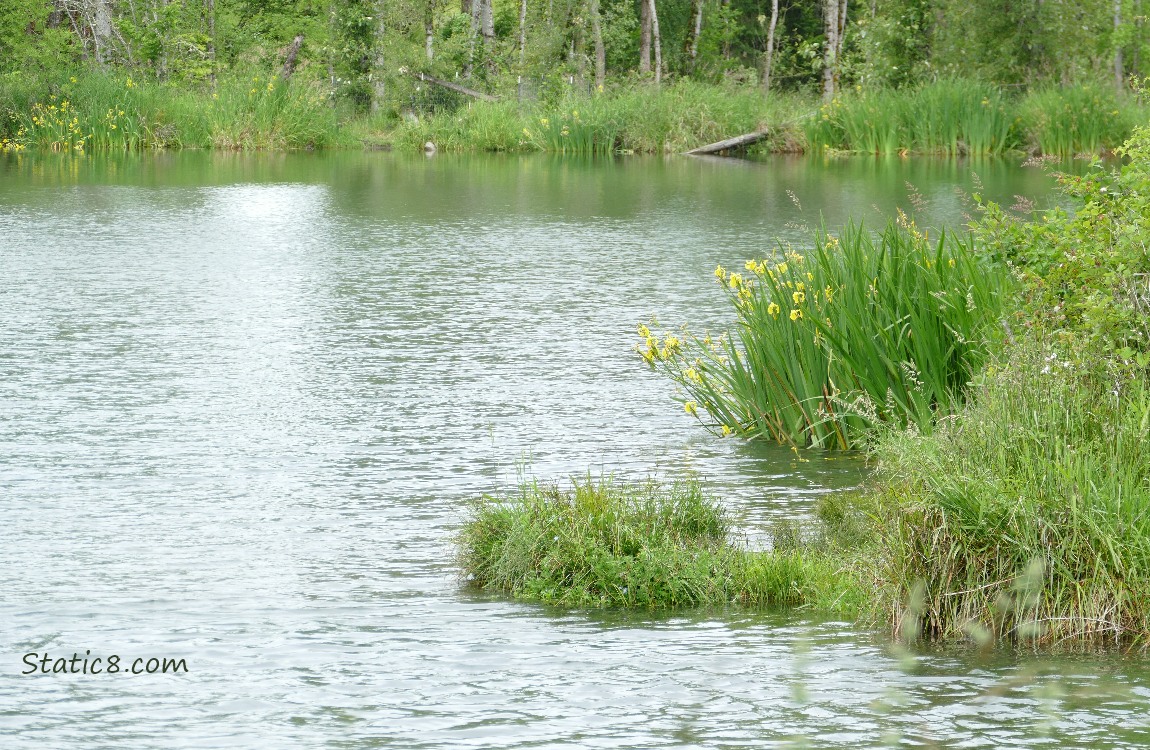 Pond with yellow irises growing on the banks