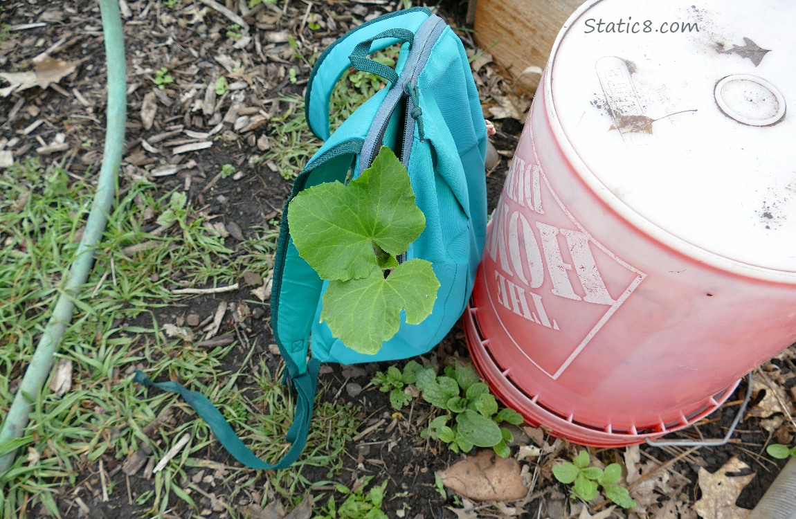 Backpack sitting on the ground with squash leaves coming out