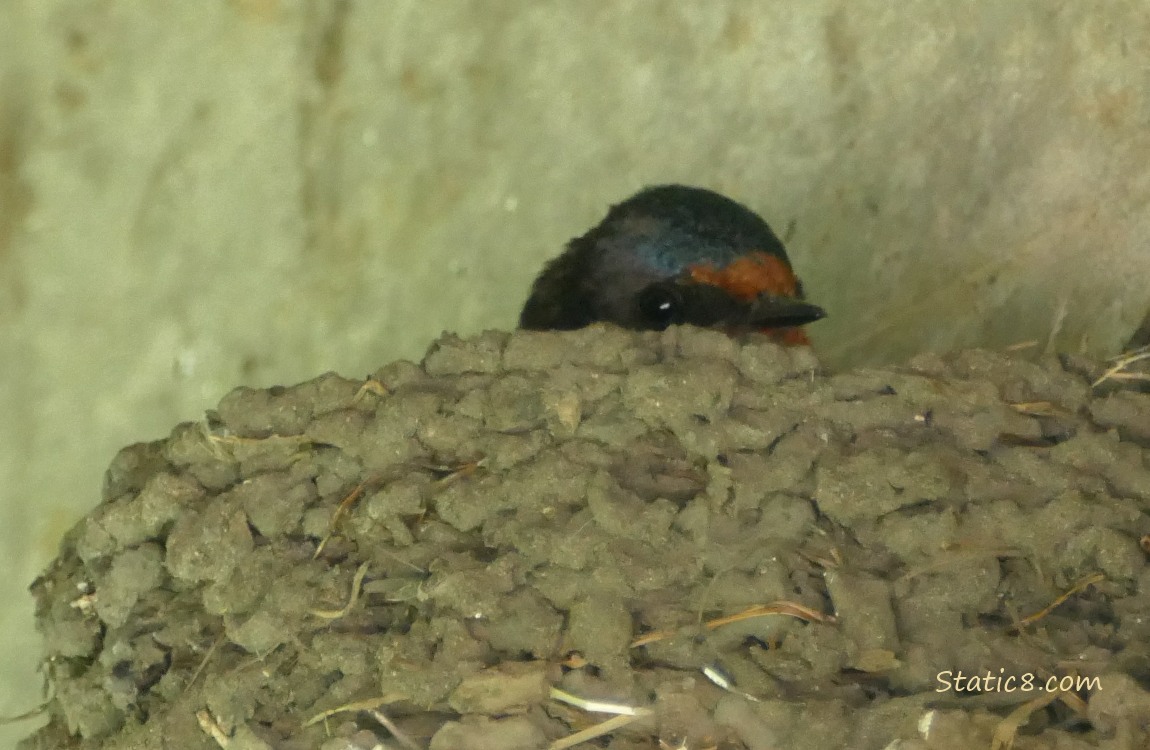 Barn Swallow in the nest with just his head showing