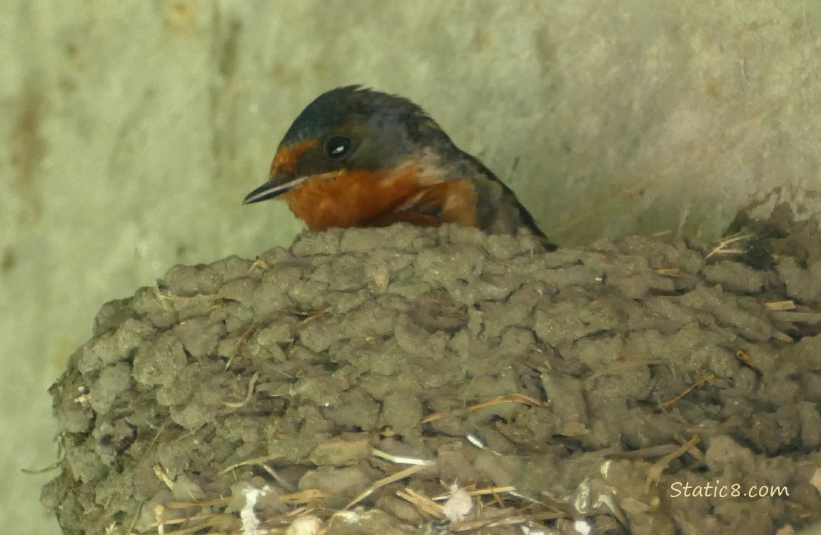 Barn Swallow in the nest with just his head showing