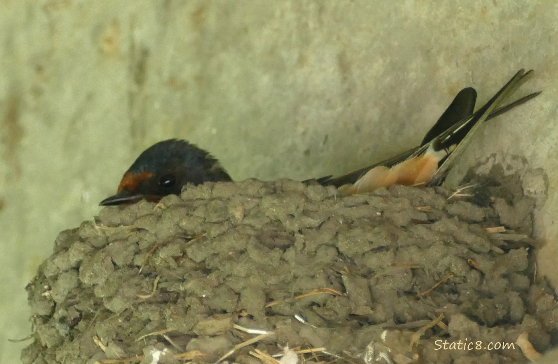 Barn Swallow sitting in the nest