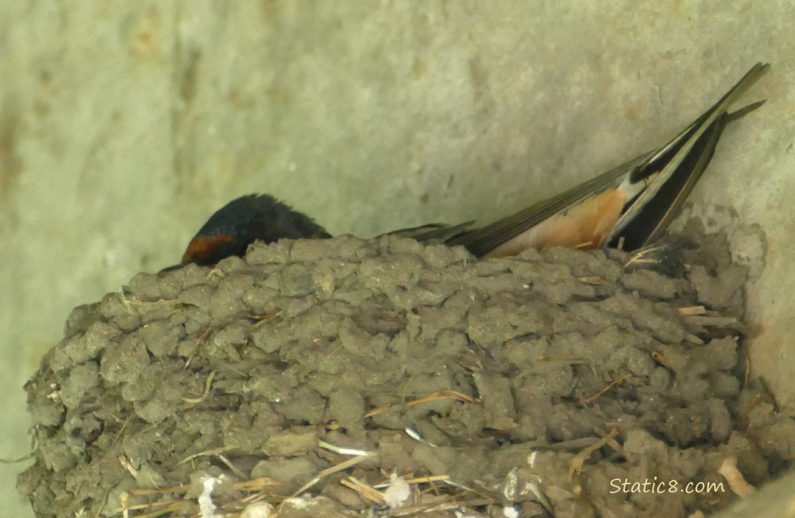 Barn Swallow sitting in the nest