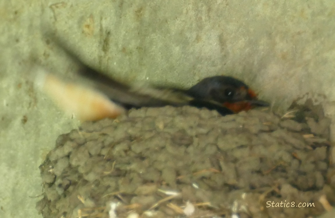 blurry Barn Swallow moving aroud in the nest