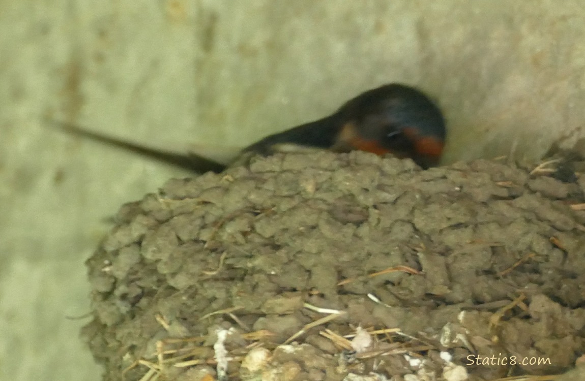 Blurry Barn Swallow moving around in the nest