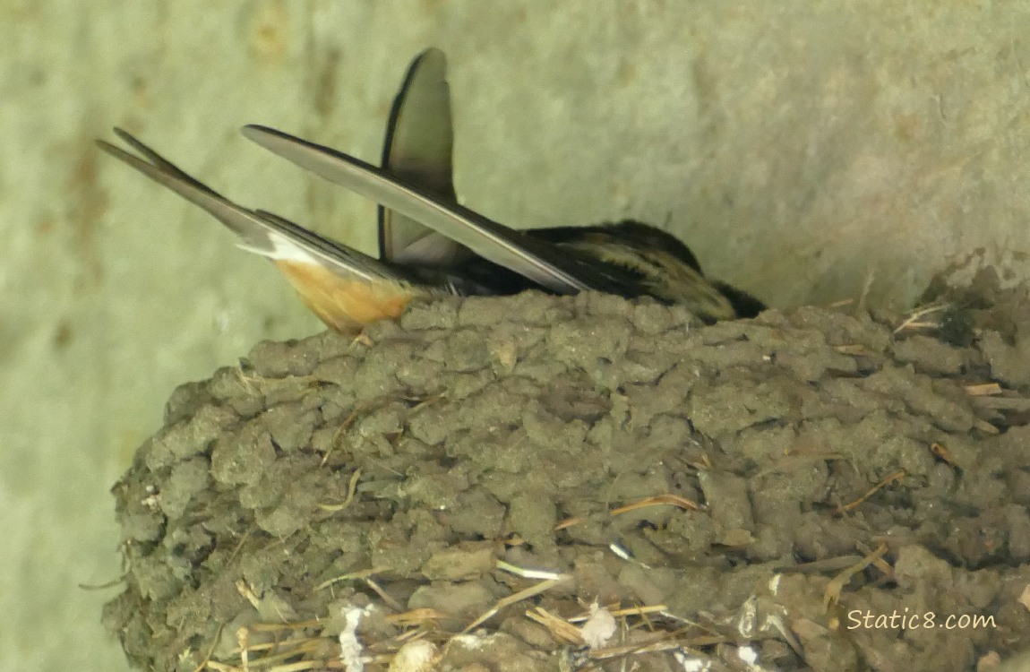 Barn Swallow moving around in the nest